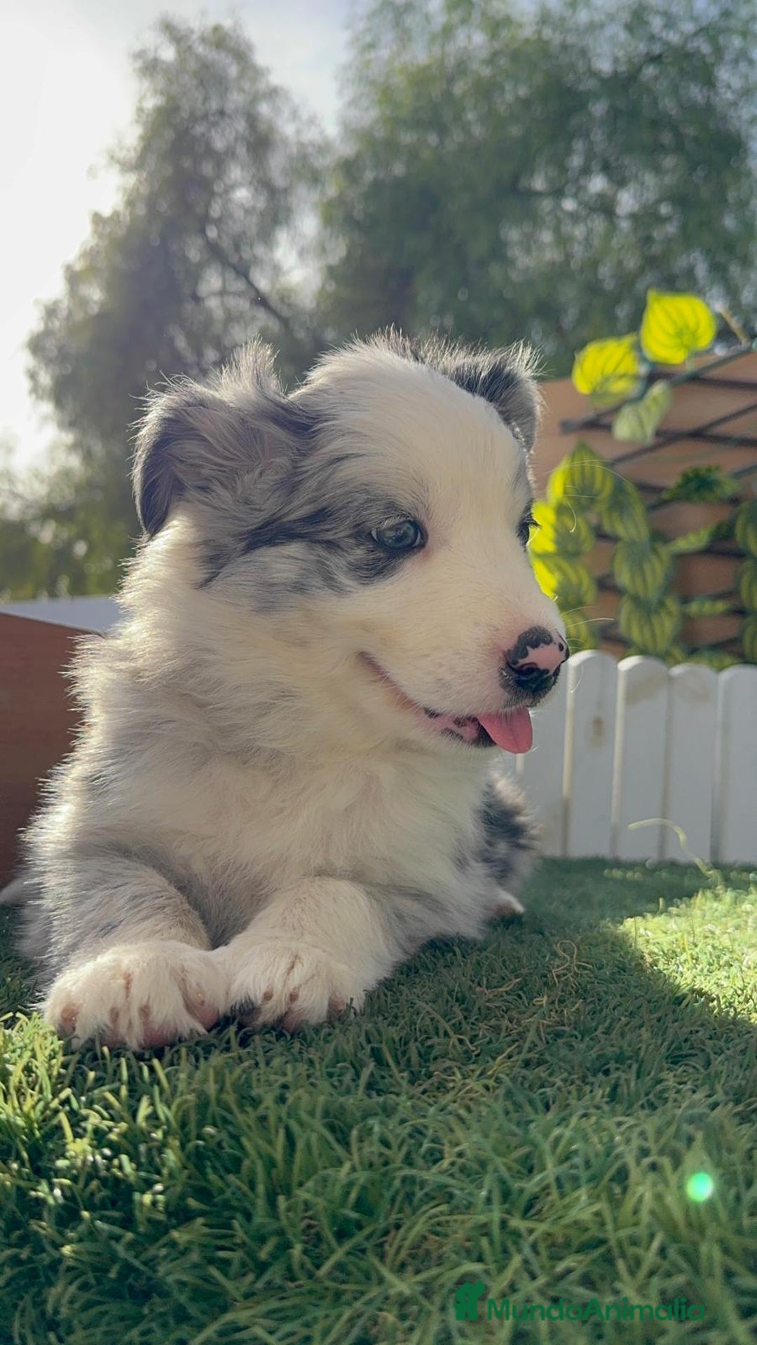 Border Collie perros en venta: BORDER COLLIE HEMBRA MERLE - Imagen 17