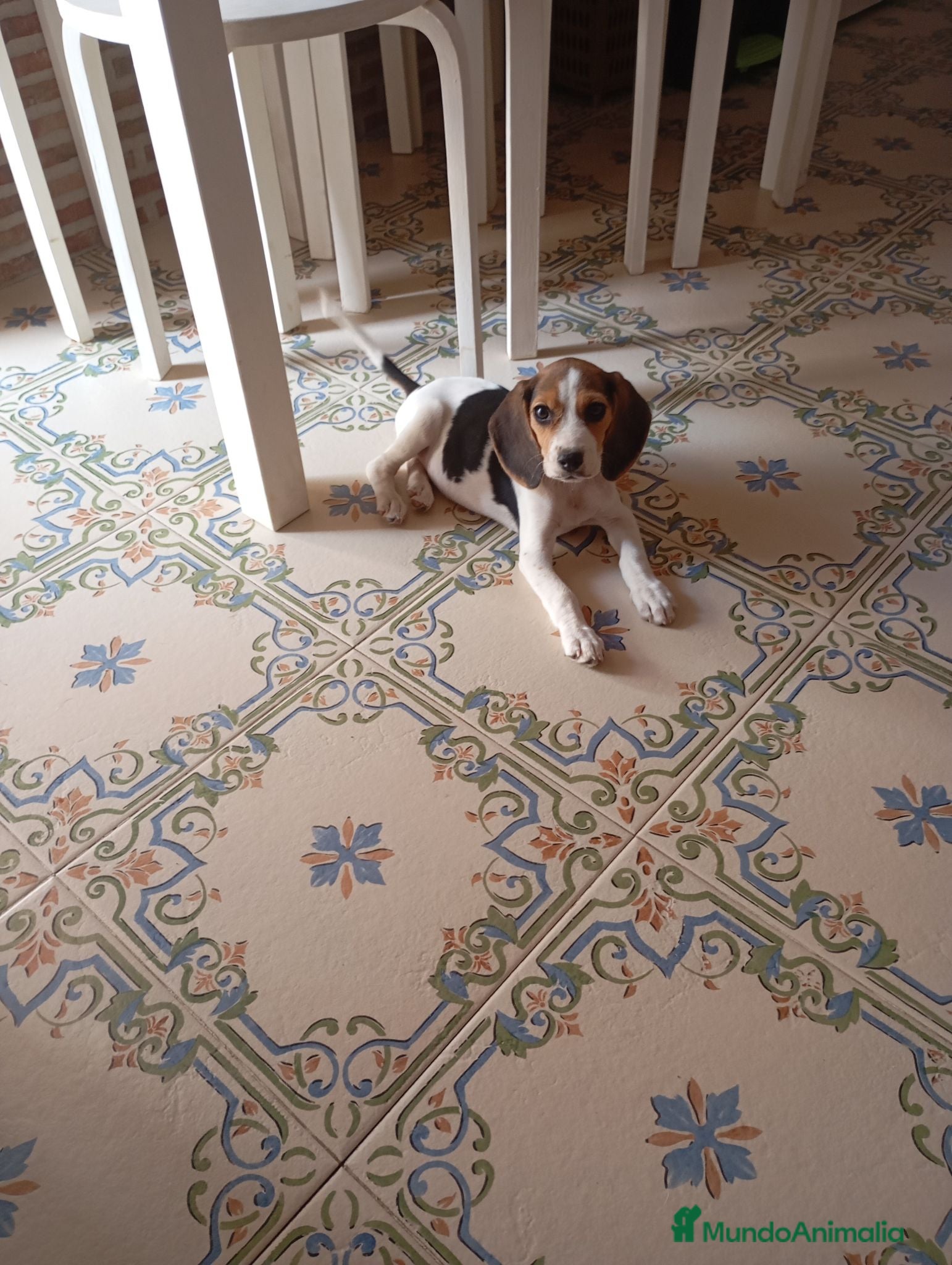 Beagle perros Beagle tricolor - Anuncio 1