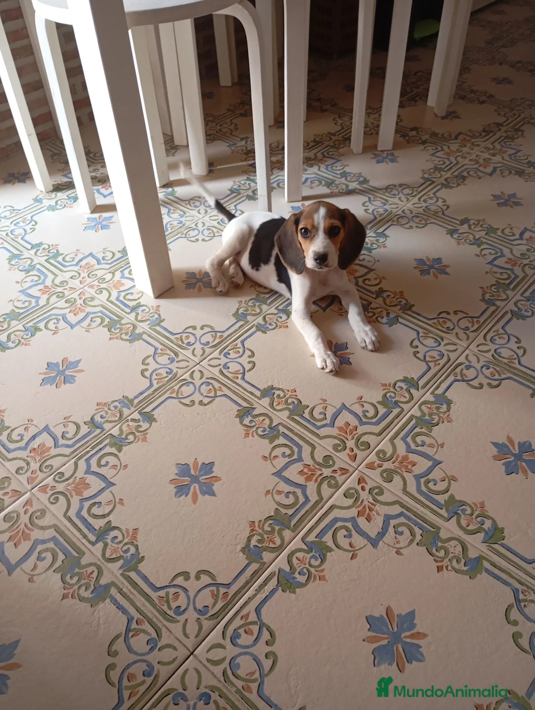 Beagle perros en venta: Beagle tricolor - Anuncio 1