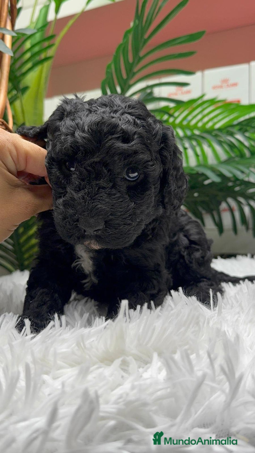 Perro de Agua Español perros en venta: PERRO DE AGUA ESPAÑOL - Anuncio 10