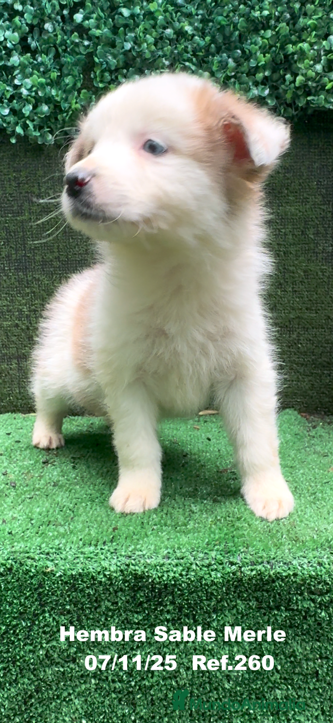 Border Collie perros en venta: Border Collie  - Anuncio 9