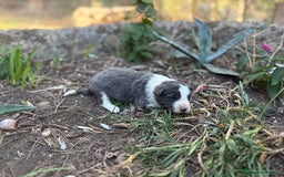 Border Collie perros en venta: 🐾 CACHORROS BORDER COLLIE DE ALTA CALIDAD 🐾 - Imagen 5