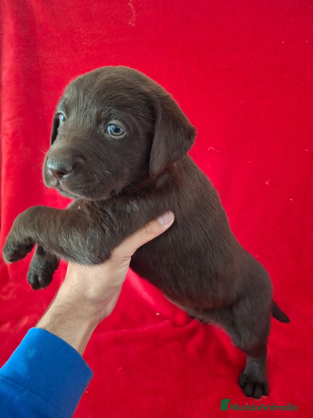 Labrador Retriever perros en venta: Labrador Retriever Chocolate  - Anuncio 2