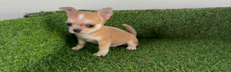 Chihuahua perros en venta: CHIHUAHUA - Anuncio 1