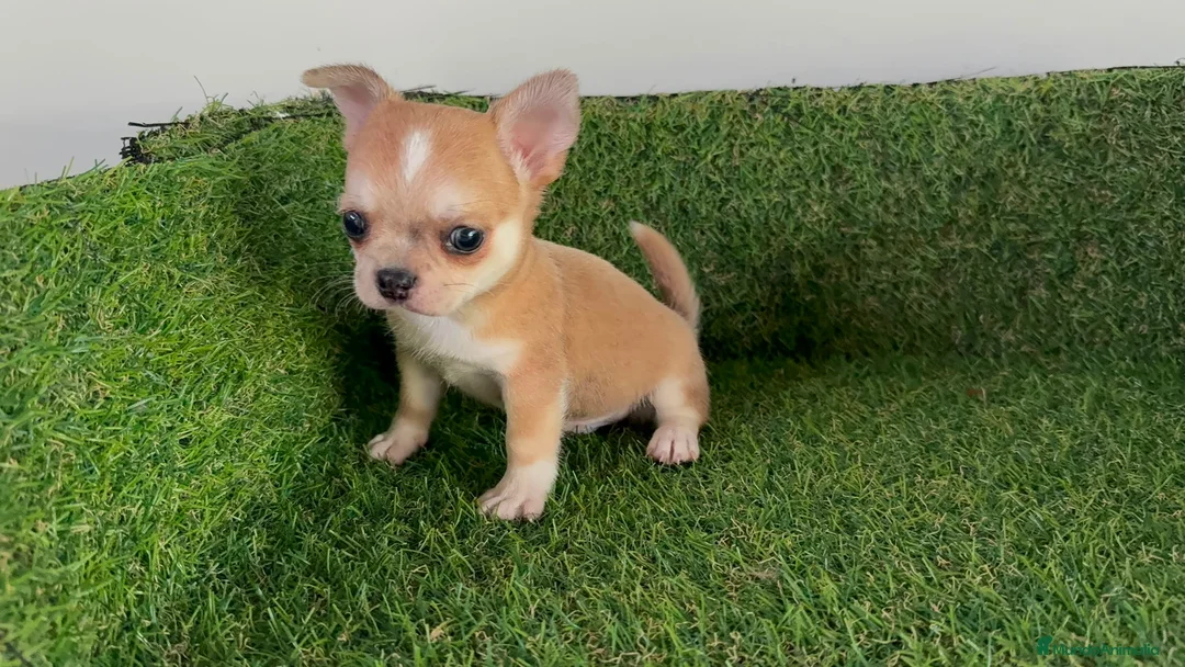 Chihuahua perros en venta: CHIHUAHUA - Anuncio 1