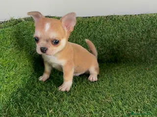 Chihuahua perros CHIHUAHUA - Anuncio 1