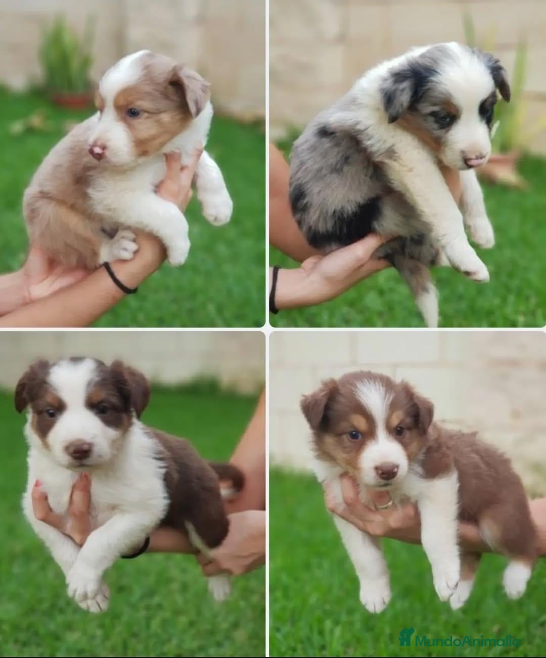 Border Collie perros Cachorros border collie - Anuncio 3