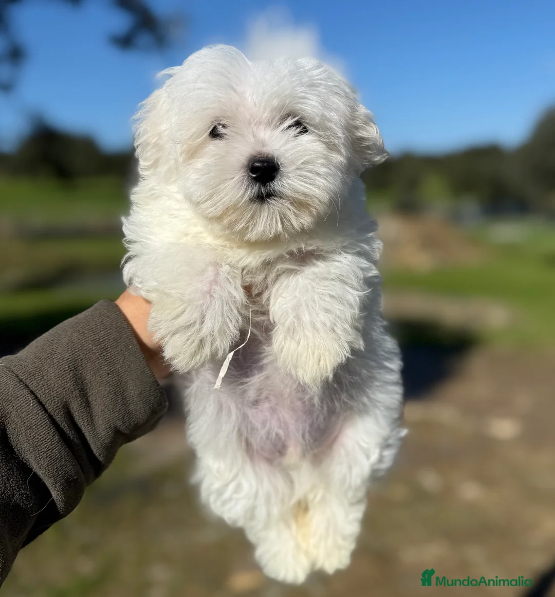 Bichón Maltés perros en venta: Bichon maltés  en Badajoz - Anuncio 1