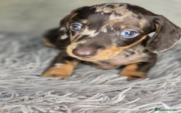 Teckel Miniatura perros en venta: Teckel arlequin chocolate - Imagen 3