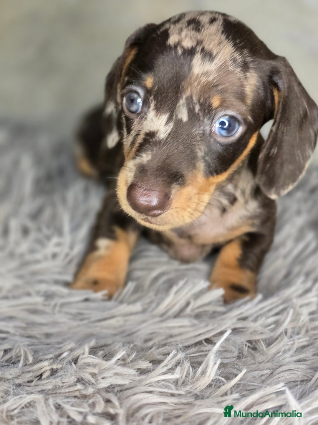 Teckel Miniatura perros en venta: Teckel arlequin chocolate - Imagen 3