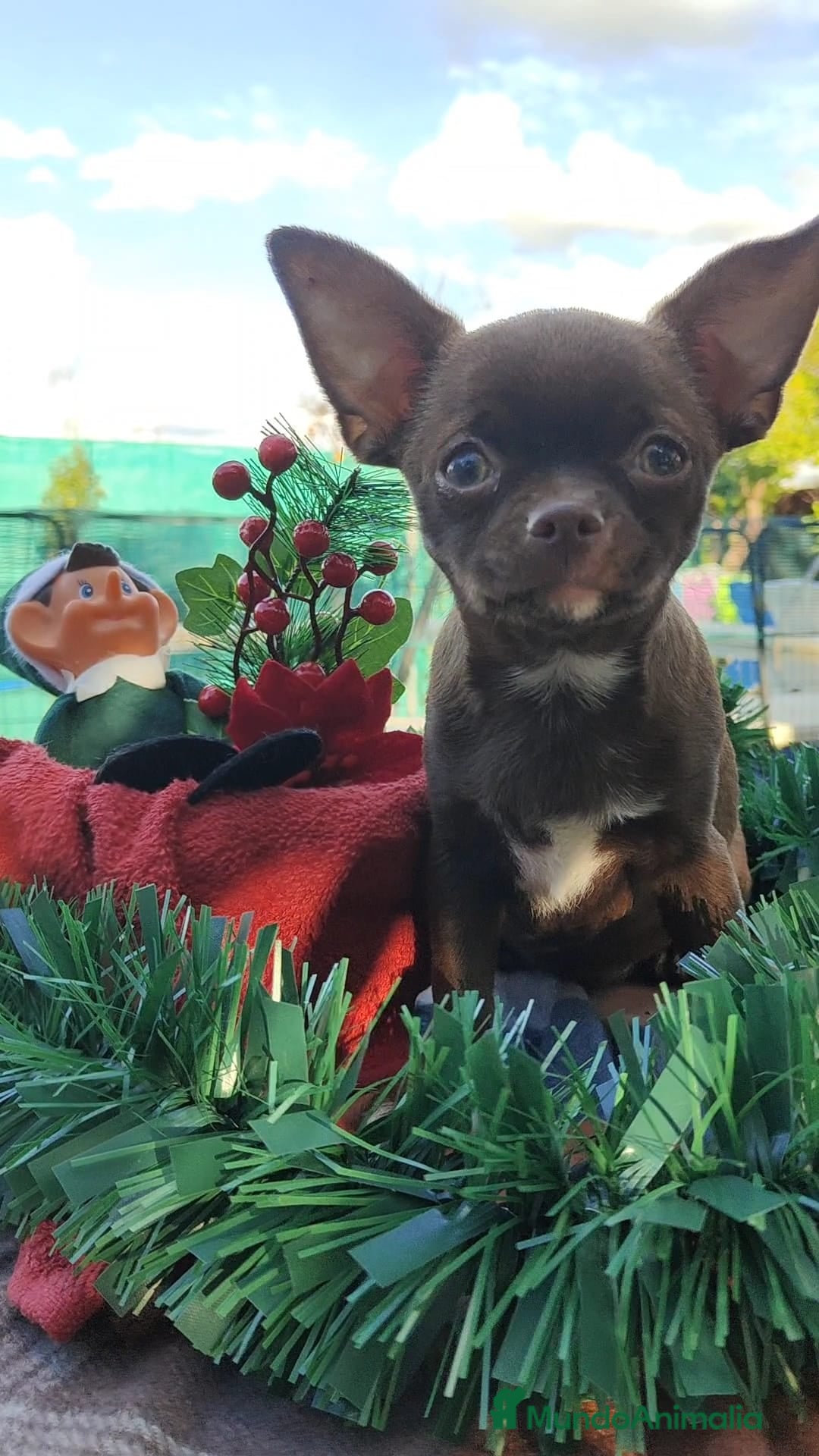 Chihuahua perros Chihuahua mini - Anuncio 1