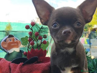 Chihuahua perros Chihuahua mini - Anuncio 1