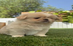 Pekinés perros en venta: PEKINES IMPERIAL HEMBRA 2 - Imagen 8