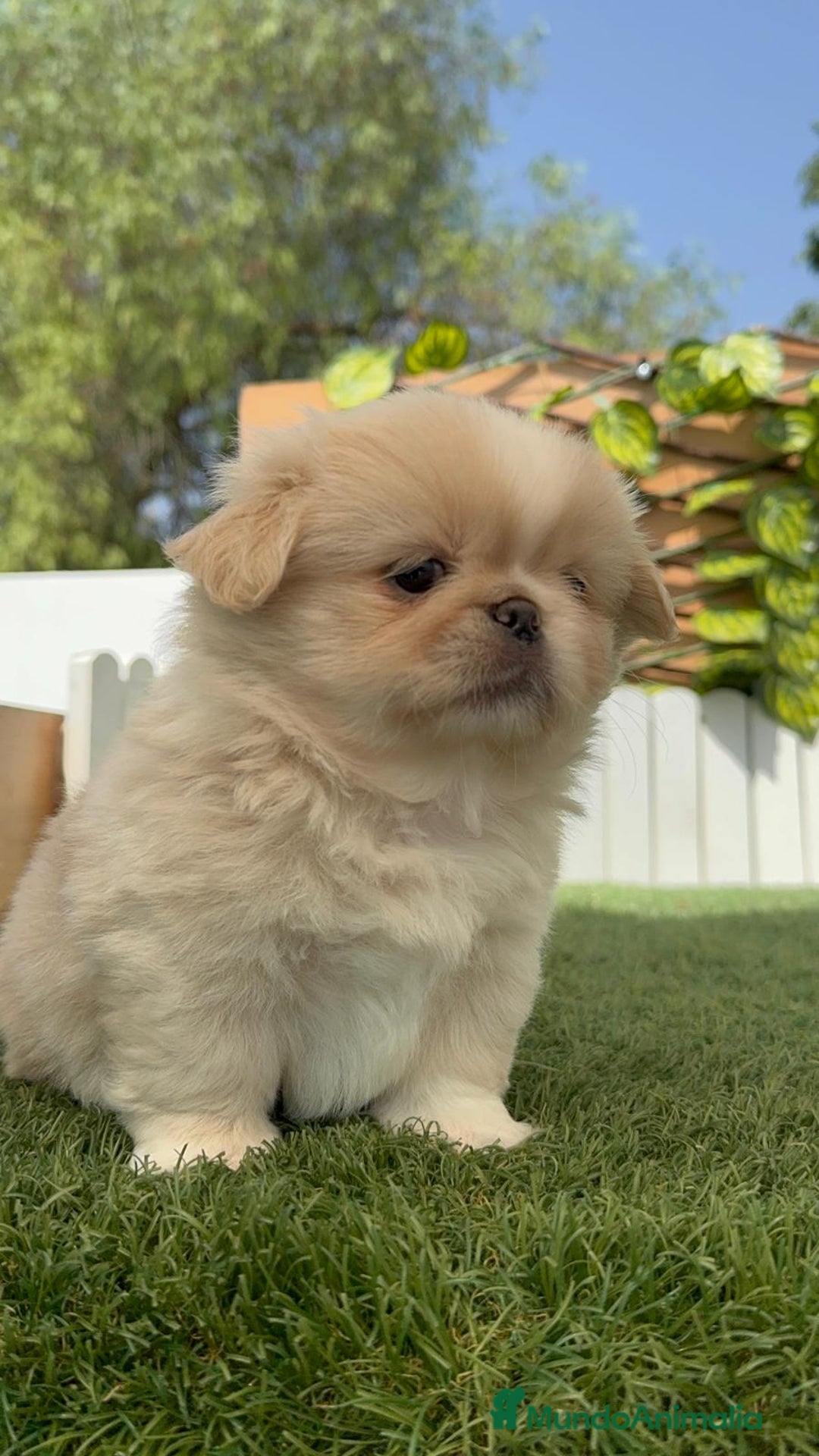 Pekinés perros en venta: PEKINES IMPERIAL HEMBRA 2 - Imagen 8