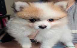 Pomerania perros en venta: Criadas en habiente familia  - Imagen 3