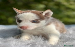 Husky Siberiano perros en venta: Husky siberiano  - Imagen 12