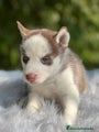 Husky Siberiano Cachorro 3