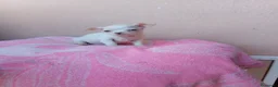 Chihuahua perros en venta: Chihuahua toy - Anuncio 6