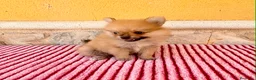 Pomerania perros en venta: Pomerania toy  - Anuncio 10