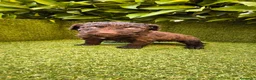 Perro de Agua Español perros en venta: perro agua hembra chocolate  - Anuncio 5