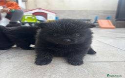 Pomerania perros en venta: LULU DE POMERANIA  - Anuncio 3