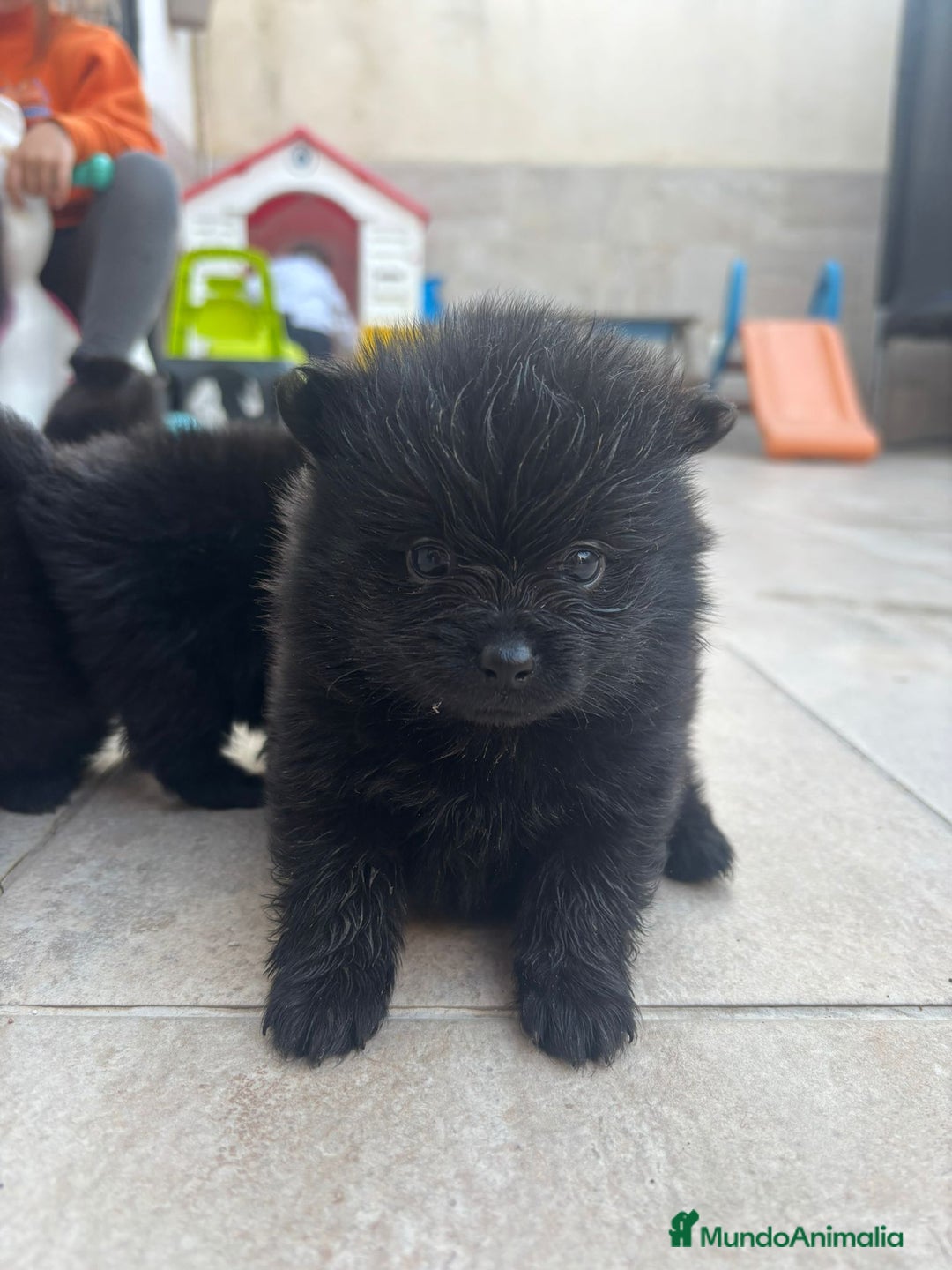Pomerania perros en venta: LULU DE POMERANIA  - Anuncio 3