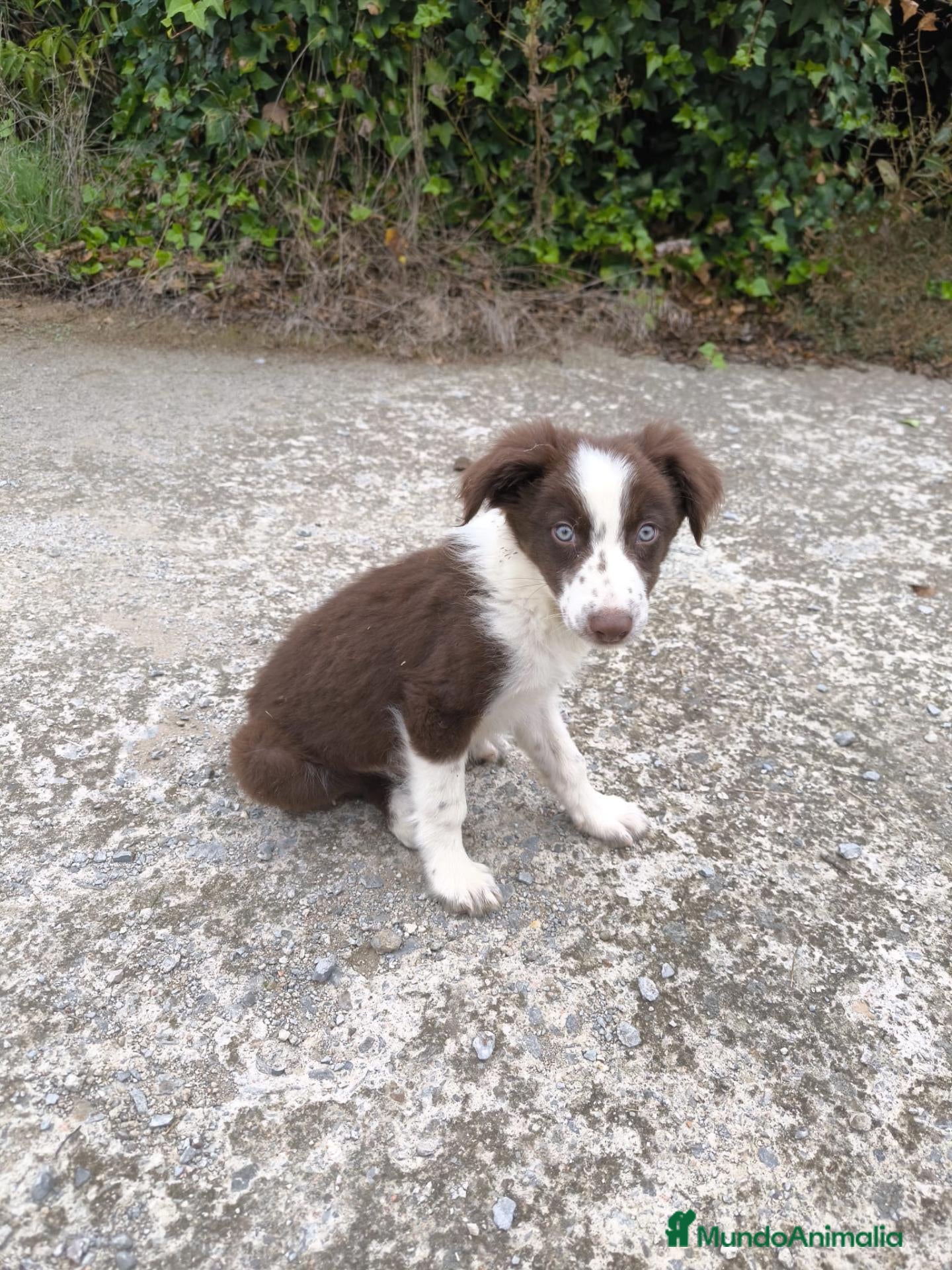 Border Collie perros Cachorros border collie puros! 2 meses - Anuncio 1