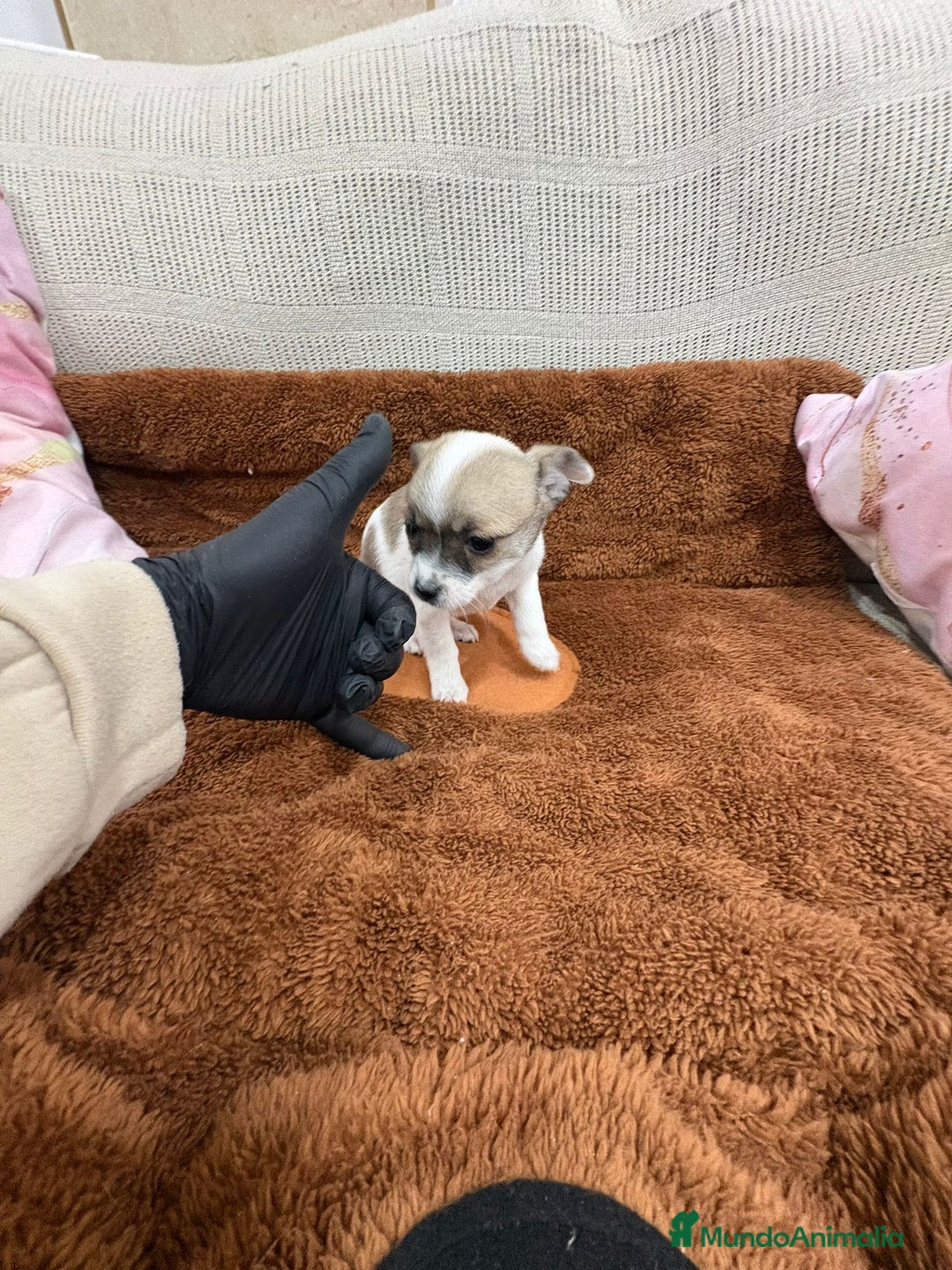 Chihuahua perros en venta: Chihuahua toy - Anuncio 7