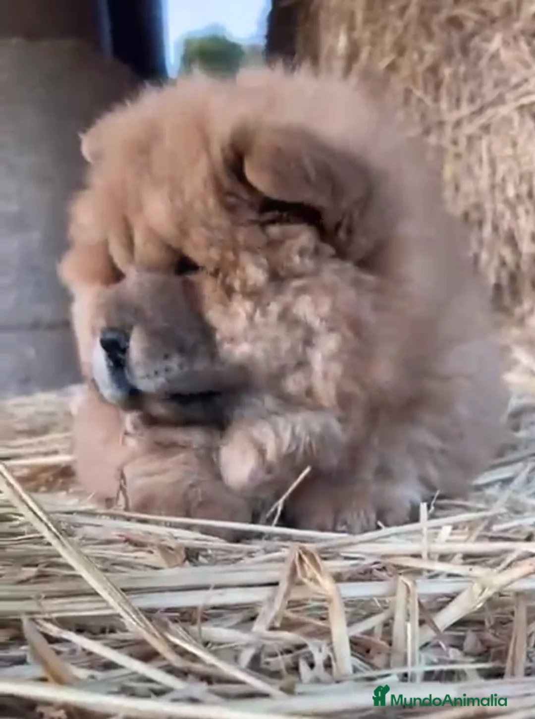 Chow Chow perros en venta: Chow Chow hembra  - Anuncio 2