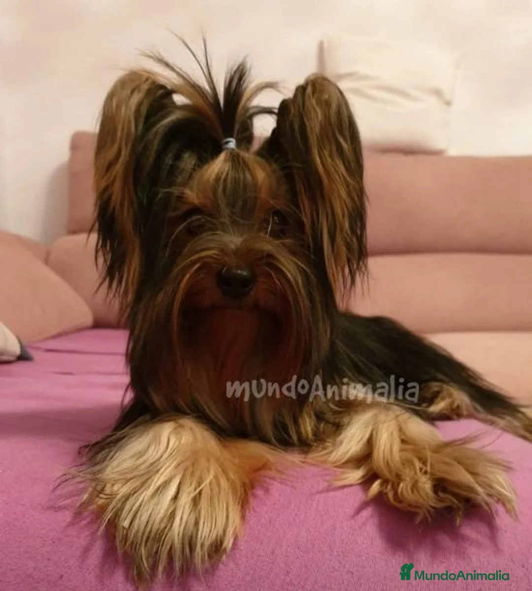 Imagen de galería {{count}}