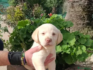 Labrador Retriever perros Disponible hembra y macho de labrador - Anuncio 1