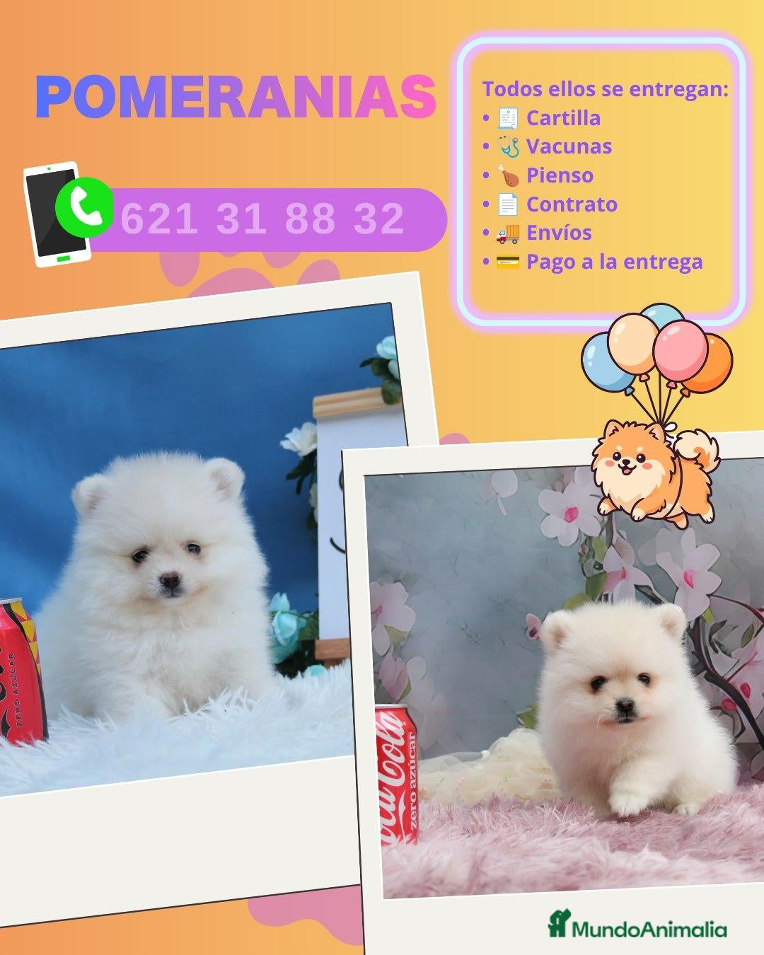 Pomerania perros Cachorros de pomerania carita de osito - Anuncio 1