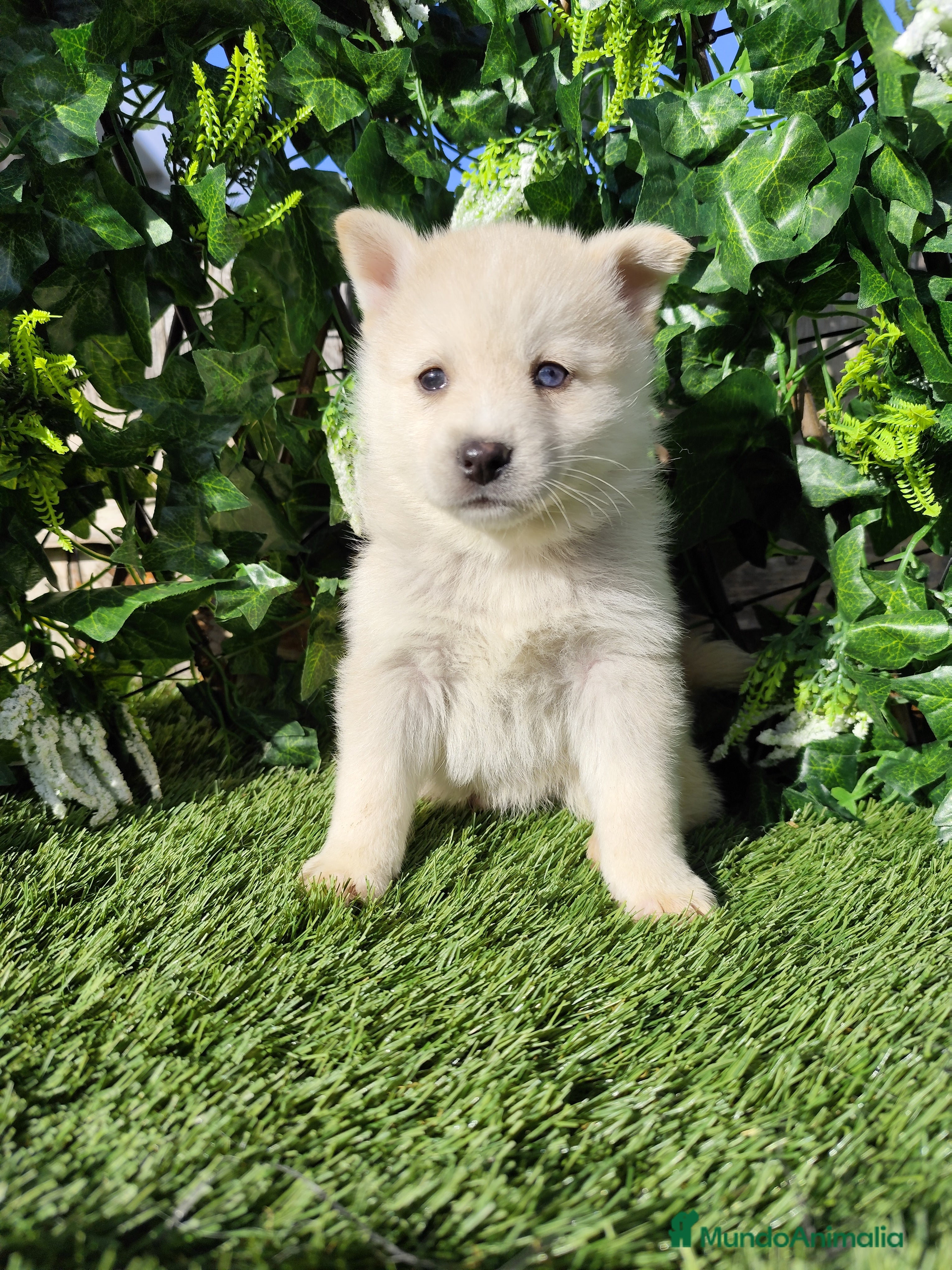 Pomsky perros Pomsky  - Anuncio 2