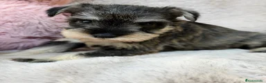 Schnauzer Miniatura 3