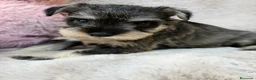 Schnauzer Miniatura perros en venta: SCHNAUZER MINIATURA SAL Y PIMIENTA  - Anuncio 5