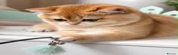 Británico de Pelo Corto gatos en venta: Gatitos Británicos  - Anuncio 6