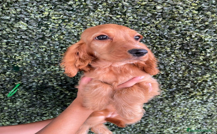Cocker Spaniel Inglés perros - Propaganda 1