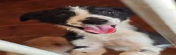 Border Collie perros en adopcion: Preciosos bebes - Anuncio 2