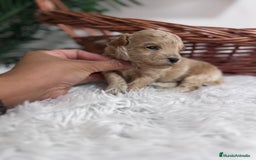 Maltipoo perros en venta: MALTIPOO HEMBRA - Imagen 8