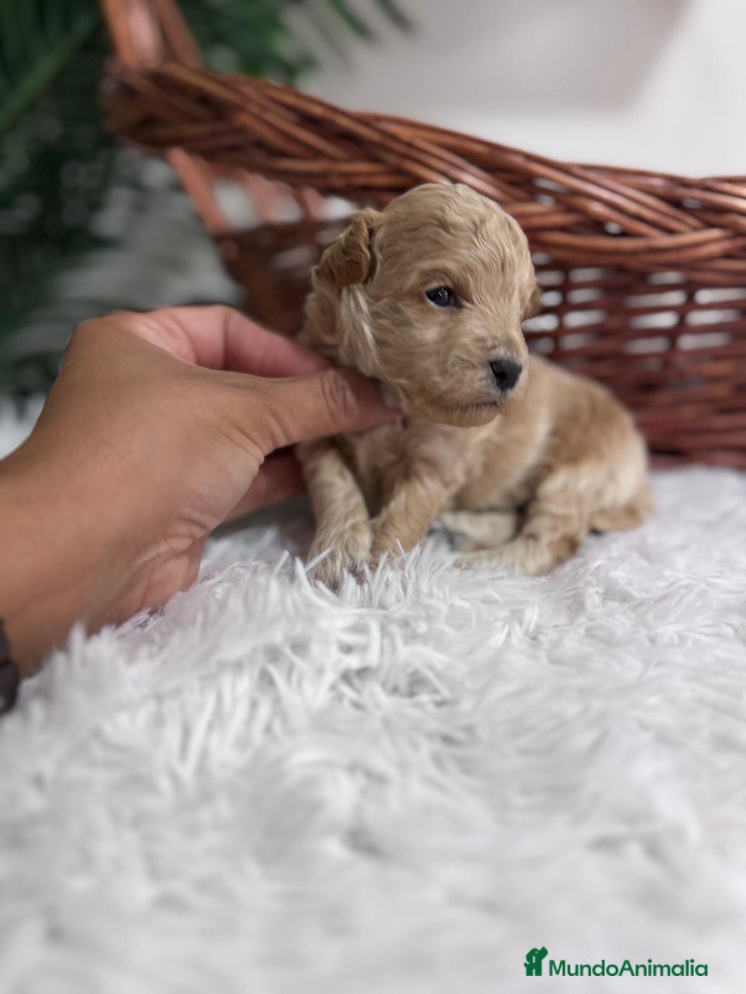 Maltipoo perros en venta: MALTIPOO HEMBRA - Imagen 8
