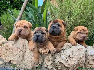 Shar Pei perros BEBES SHAR PEI - Anuncio 2