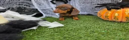 Teckel Miniatura perros en venta: TECKEL KANNINCHEN & MINIATURA  - Anuncio 4
