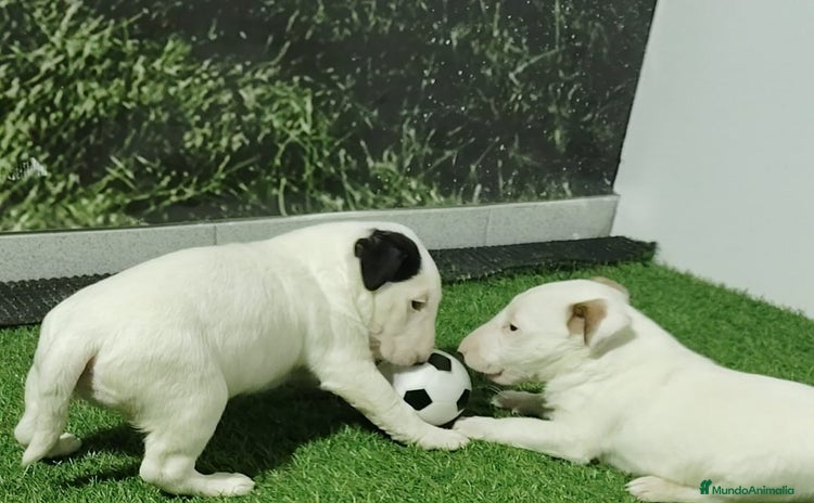 Bull Terrier perros - Propaganda 1