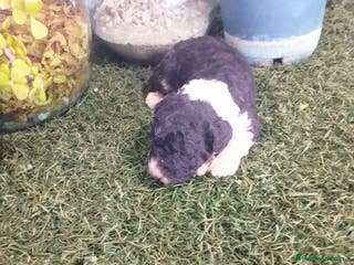 Perro de Agua Español perros Espectacular camada - Anuncio 28