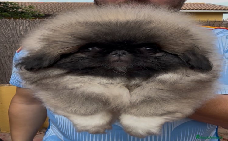 Pekinés perros - Anuncio 1