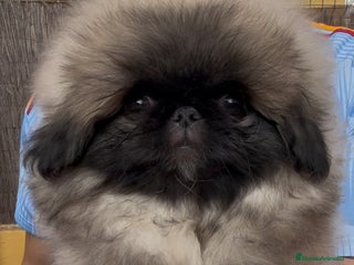 Pekinés perros - Anuncio 2