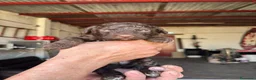 Perro de Agua Español perros en venta: Perro de Agua Español - Anuncio 7