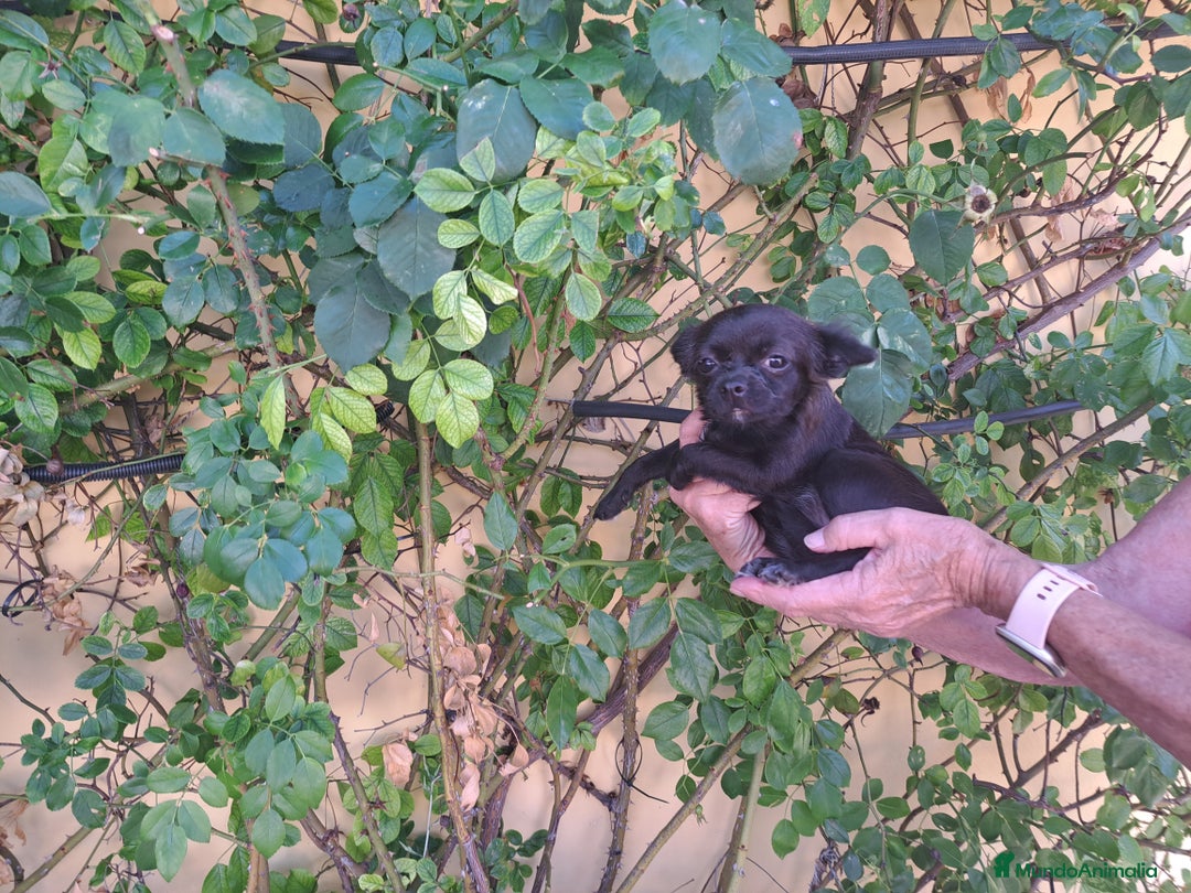 Chihuahua perros en venta: Chihuahua hembra  - Imagen 2