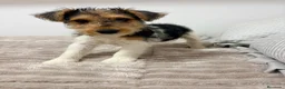 Fox Terrier de Pelo Duro perros en venta: Fox Terrier de pelo duro - Anuncio 2