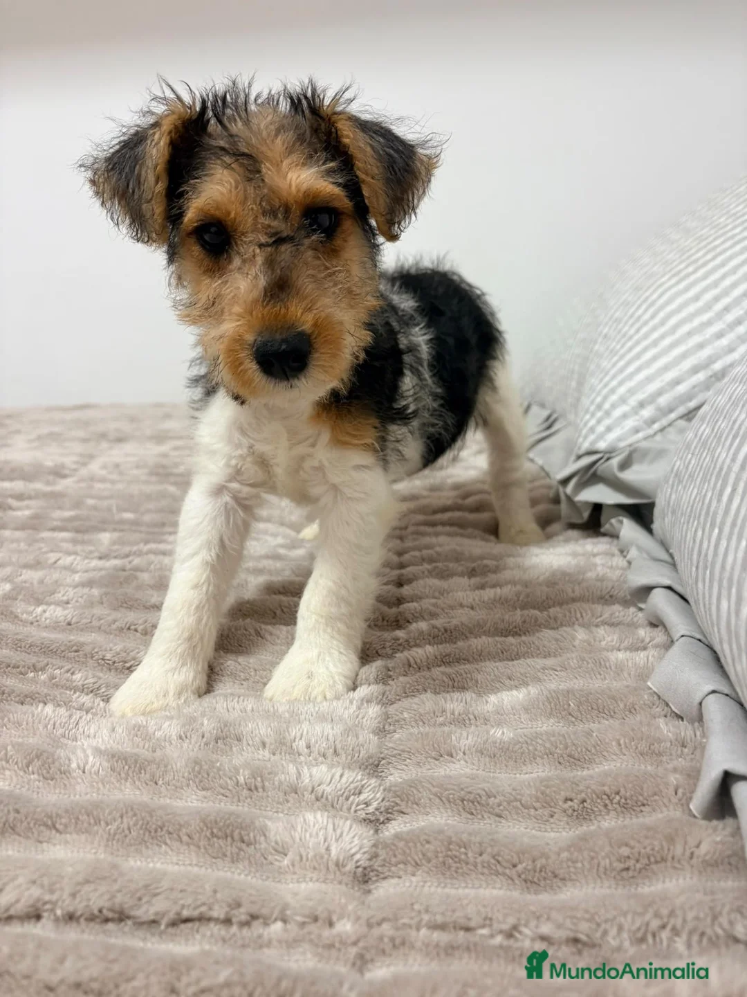 Fox Terrier de Pelo Duro perros en venta: Fox Terrier de pelo duro - Anuncio 2
